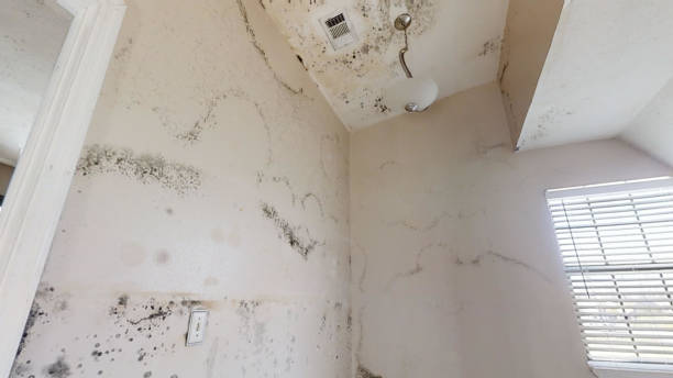 Best Mold Remediation for Vacation Homes  in Kotzebue, AK