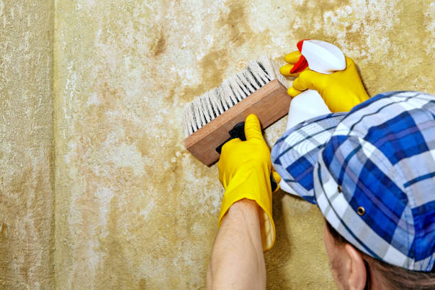 Best Black Mold Removal  in Kotzebue, AK