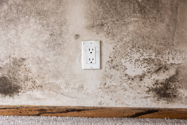 Best Mold Odor Removal Services  in Kotzebue, AK