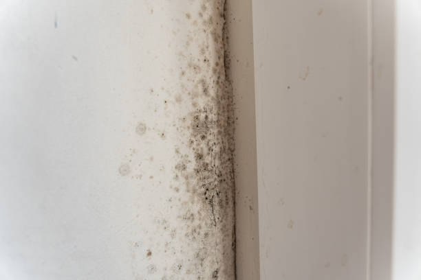 Best Post-Construction Mold Inspection  in Kotzebue, AK